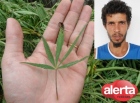 Em Ariquemes, PM encontra plantação de Maconha e prende suspeito