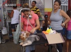 É neste sábado, dia 05, o Feirão de Filhotes de Cães e Gatos da Colosso Pet Shop, não percam!!!