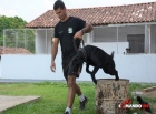 Cão farejador da Polícia Militar localiza 1kg de maconha em ônibus, em Colorado do Oeste