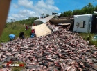 Caminhão com carregamento de cerca de 30 toneladas de peixes tomba na BR-364 em RO