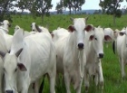 Crise da carne afeta a pecuária de Rondônia - LEIA