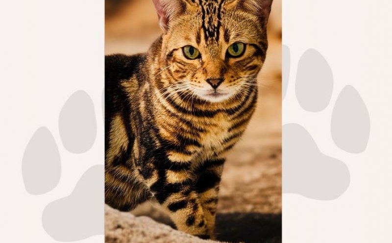 Procura-se Gato da raça BENGAL que desapareceu no bairro Dom Bosco