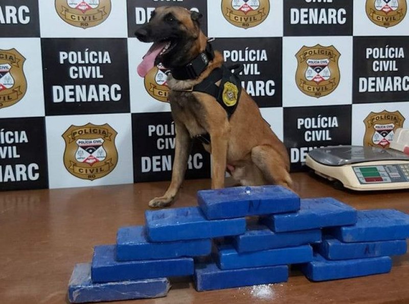 Cão farejador encontra 12 quilos de cocaína escondidos dentro de carro, em RO