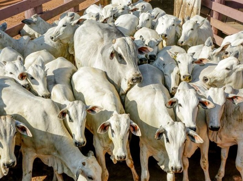 Governo do estado reduz ICMS em operações interestaduais com gado