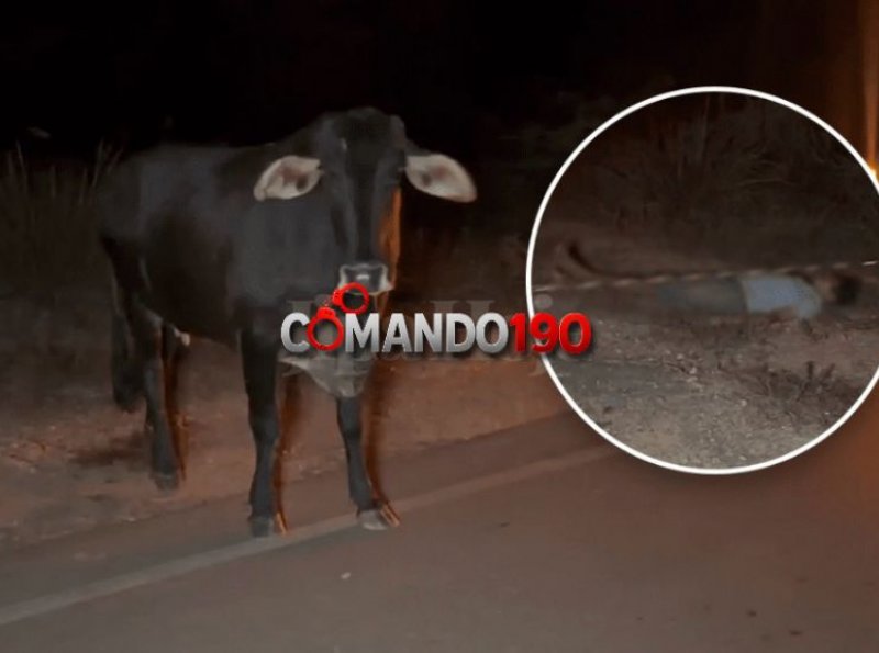 Jovem Morre Após Colidir com Vaca na Estrada do Presídio em Ji-Paraná