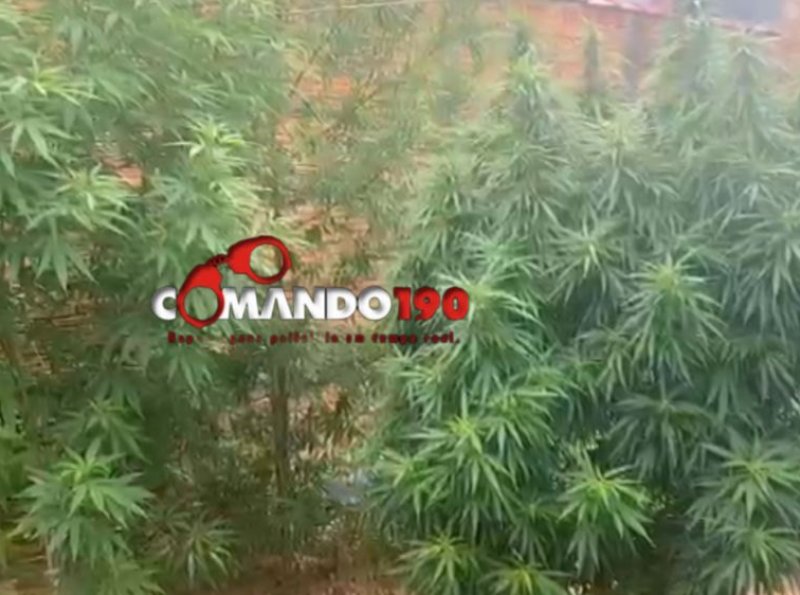 Polícia Militar de Ji-Paraná Apreende Pés de Maconha 