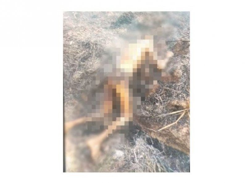 Homem morre carbonizado em incêndio em terreno baldio