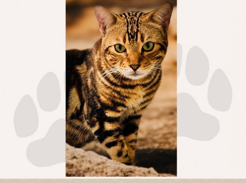 Procura-se Gato da raça BENGAL que desapareceu no bairro Dom Bosco
