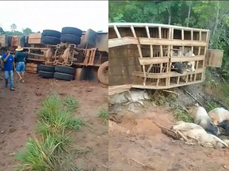 carreta tombada com bois mortos na RO-391 em Chupinguaia 