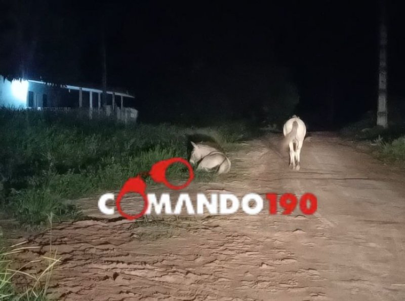 Acidente de trânsito na Rua Argemiro Luiz Fontoura envolve veículo e animal em Ji-Paraná 