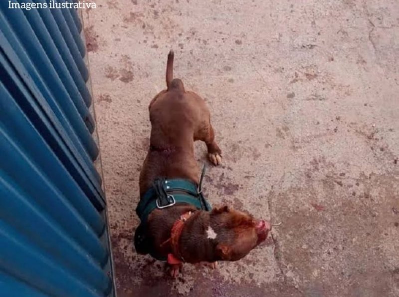 Pitbull Ataca e Mata Outro Cachorro no bairro Veneza em Ji-Paraná