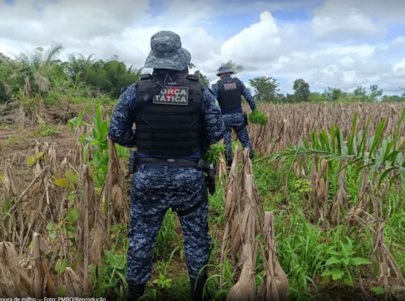 Em Alta Floresta, PM encontra 110 pés de maconha sendo cultivados em milharal