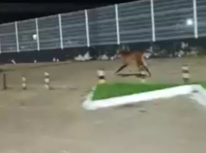 Raro flagrante de lobo-guará em área urbana de Ji-Paraná intriga moradores - VIDEO