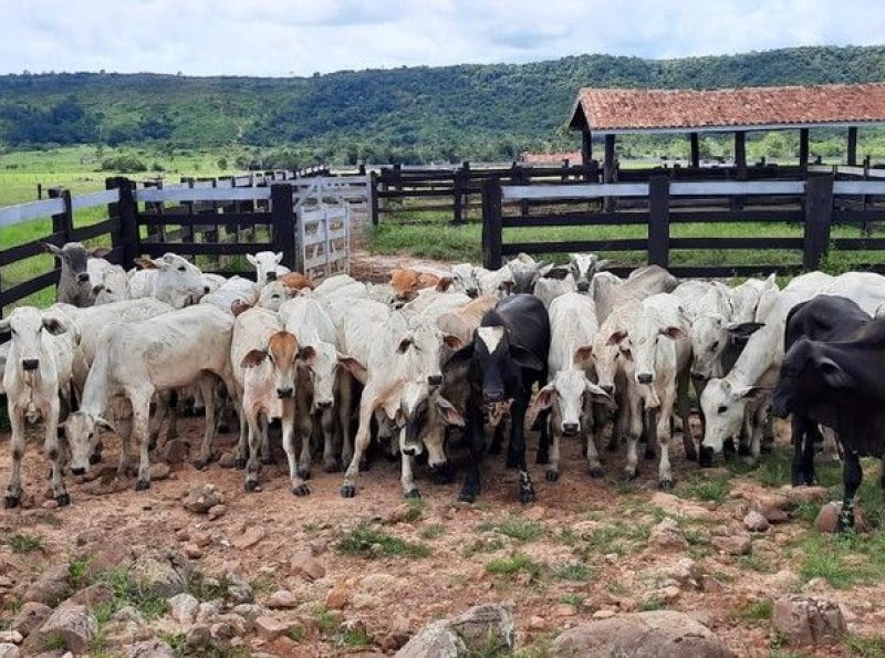 Mais de 200 cabeças de gado furtadas são recuperados em operação da Polícia Civil em RO